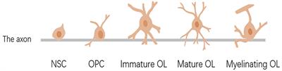 Effect of Anesthesia on Oligodendrocyte Development in the Brain